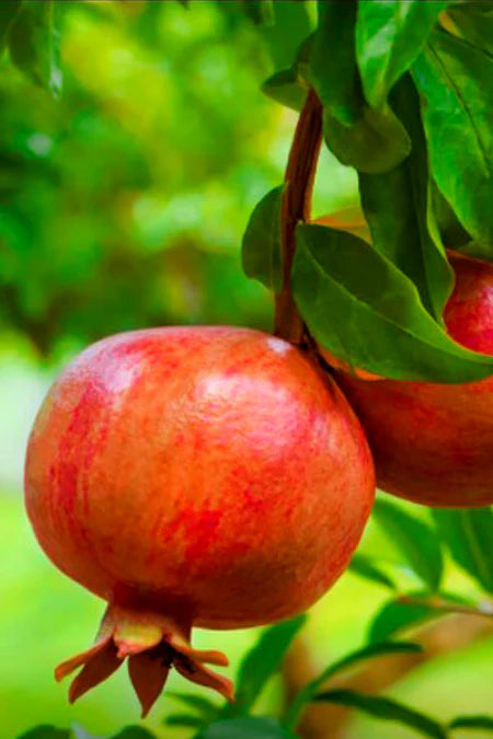 Pomegranate-Punica Granatum