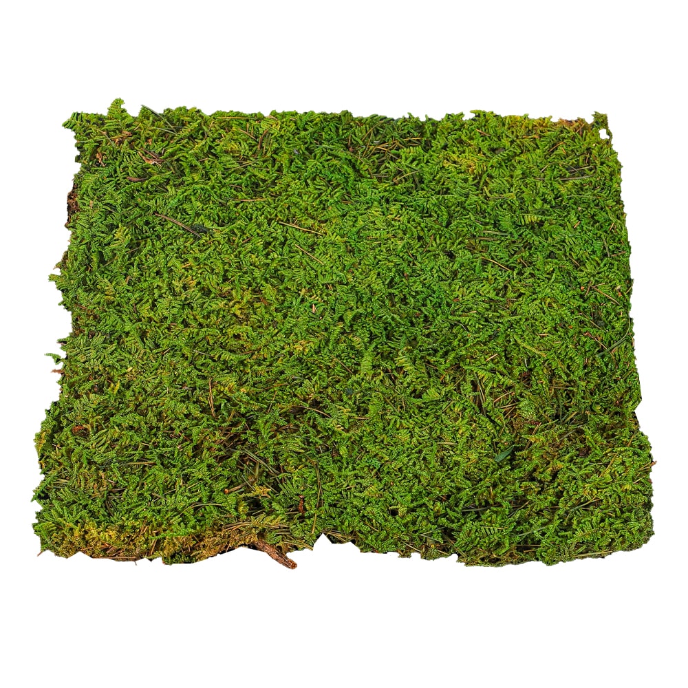 Preserved Dried Moss 30x30cm