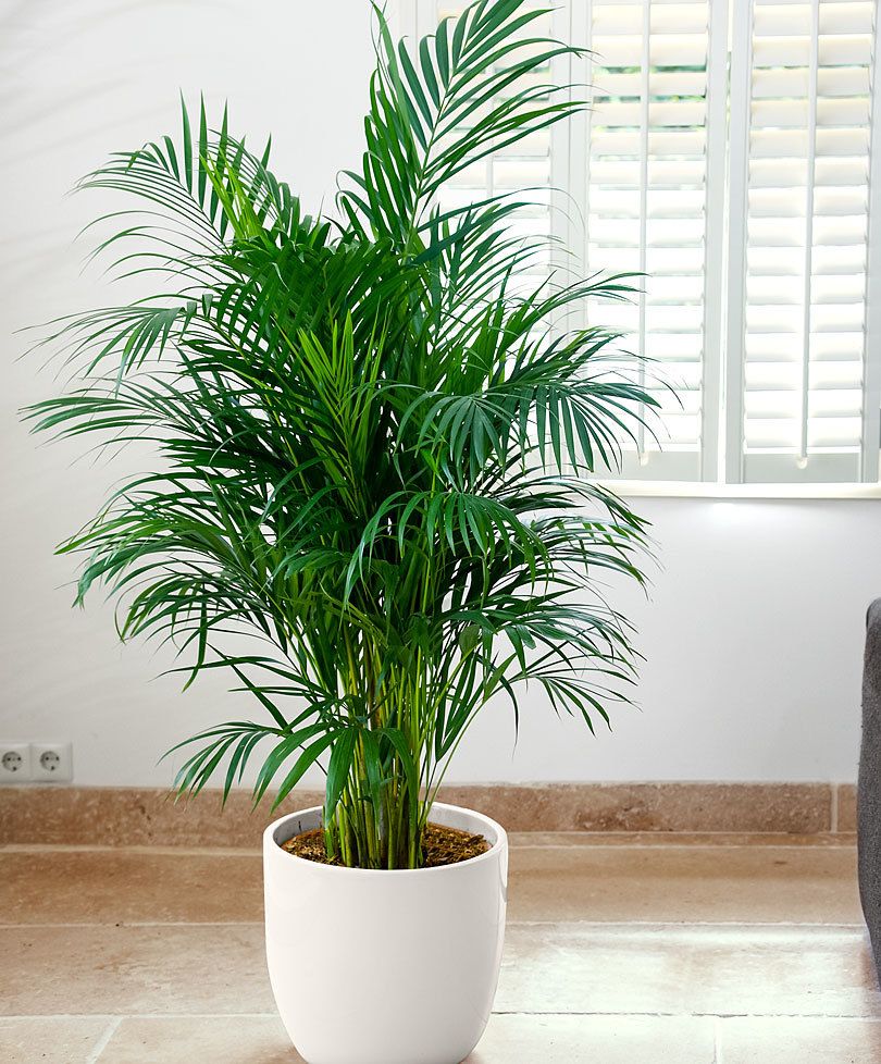 Areca Palm