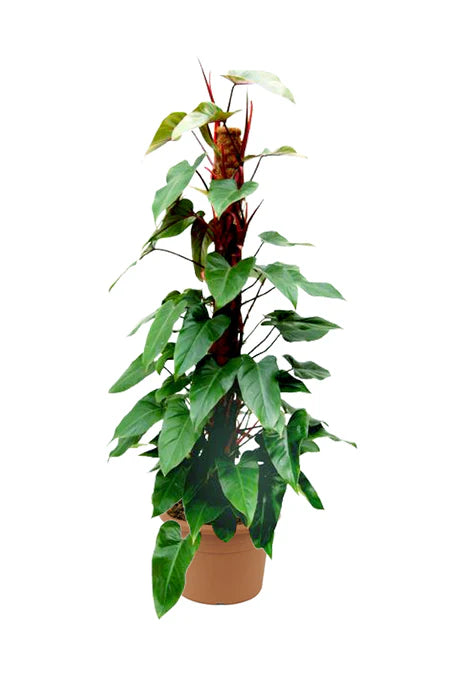 Red Emerald Philodendron