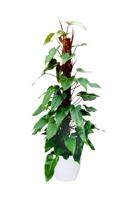 Red Emerald Philodendron