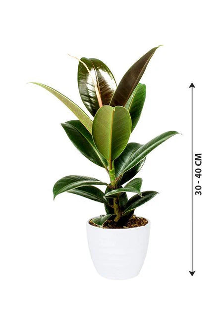 Rubber plant , Ficus elastic Abidjan - Rubber plant