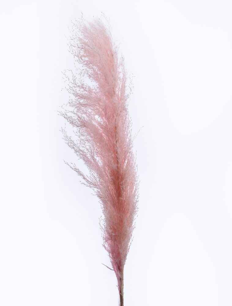 Dried Reed Pampas Grass Pink-LWA080