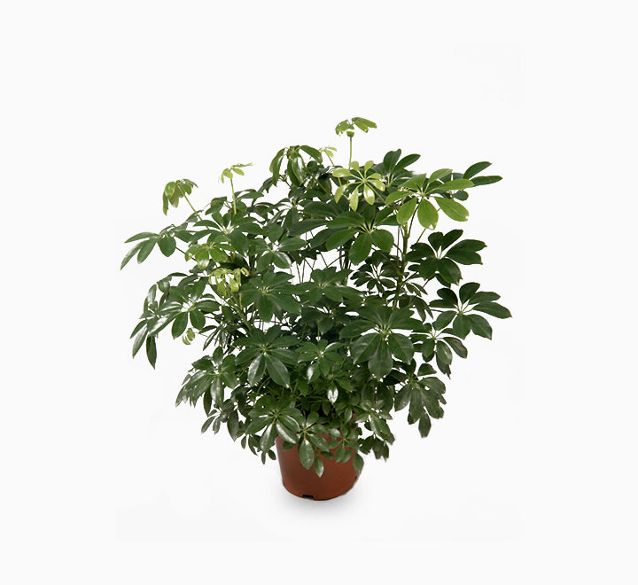 Schefflera arboricola