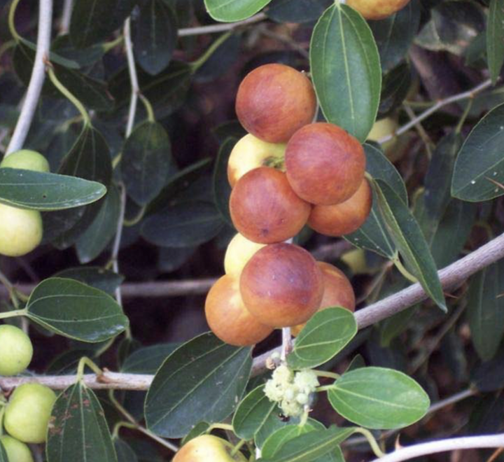 Ziziphus Spina Christi or Sidr Tree 