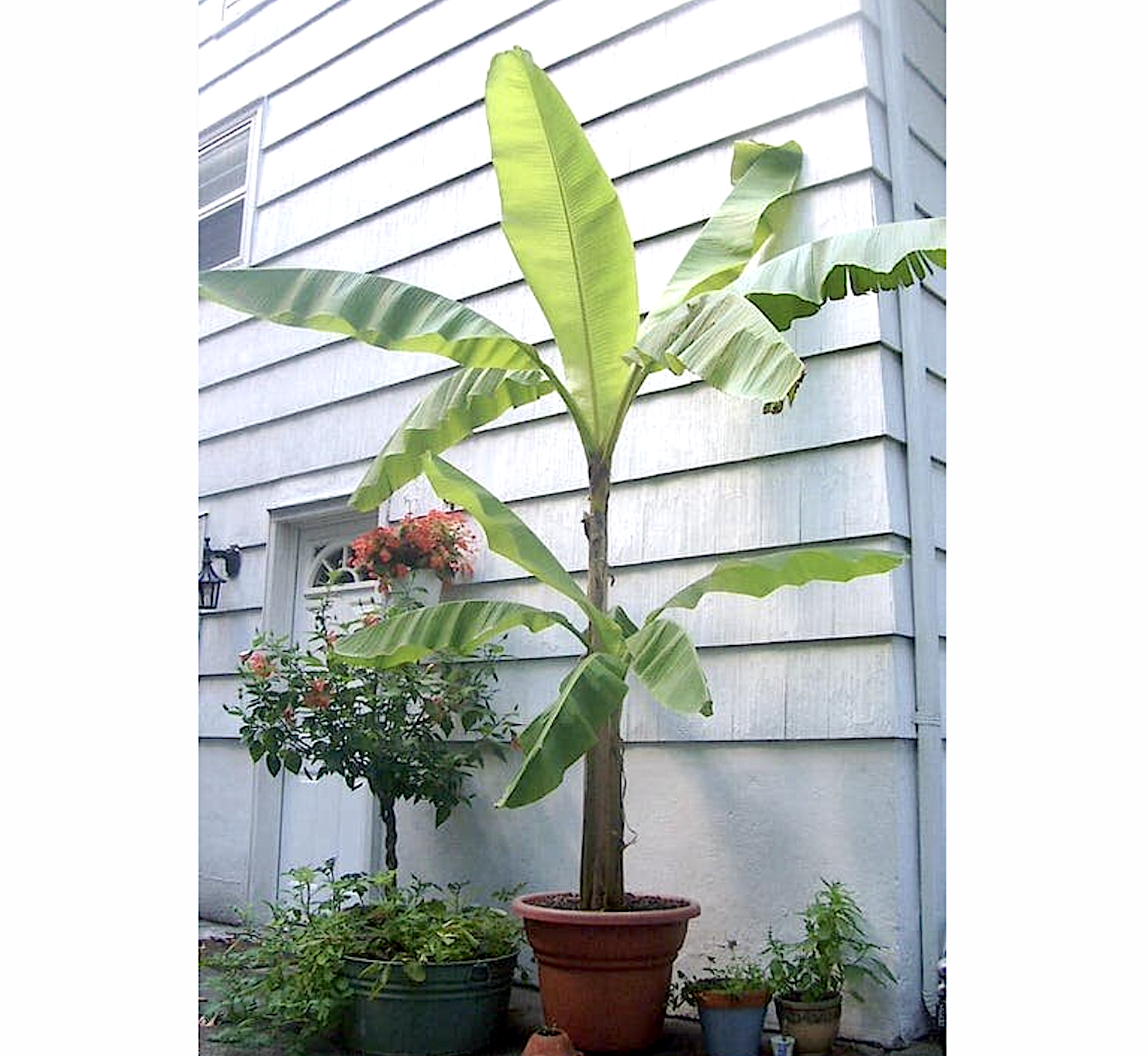 Musa paradisiaca Or Banana Tree