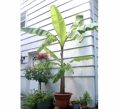 Musa paradisiaca Or Banana Tree