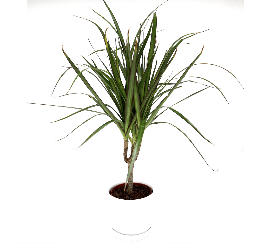 Dracaena Marginata 40-50cm