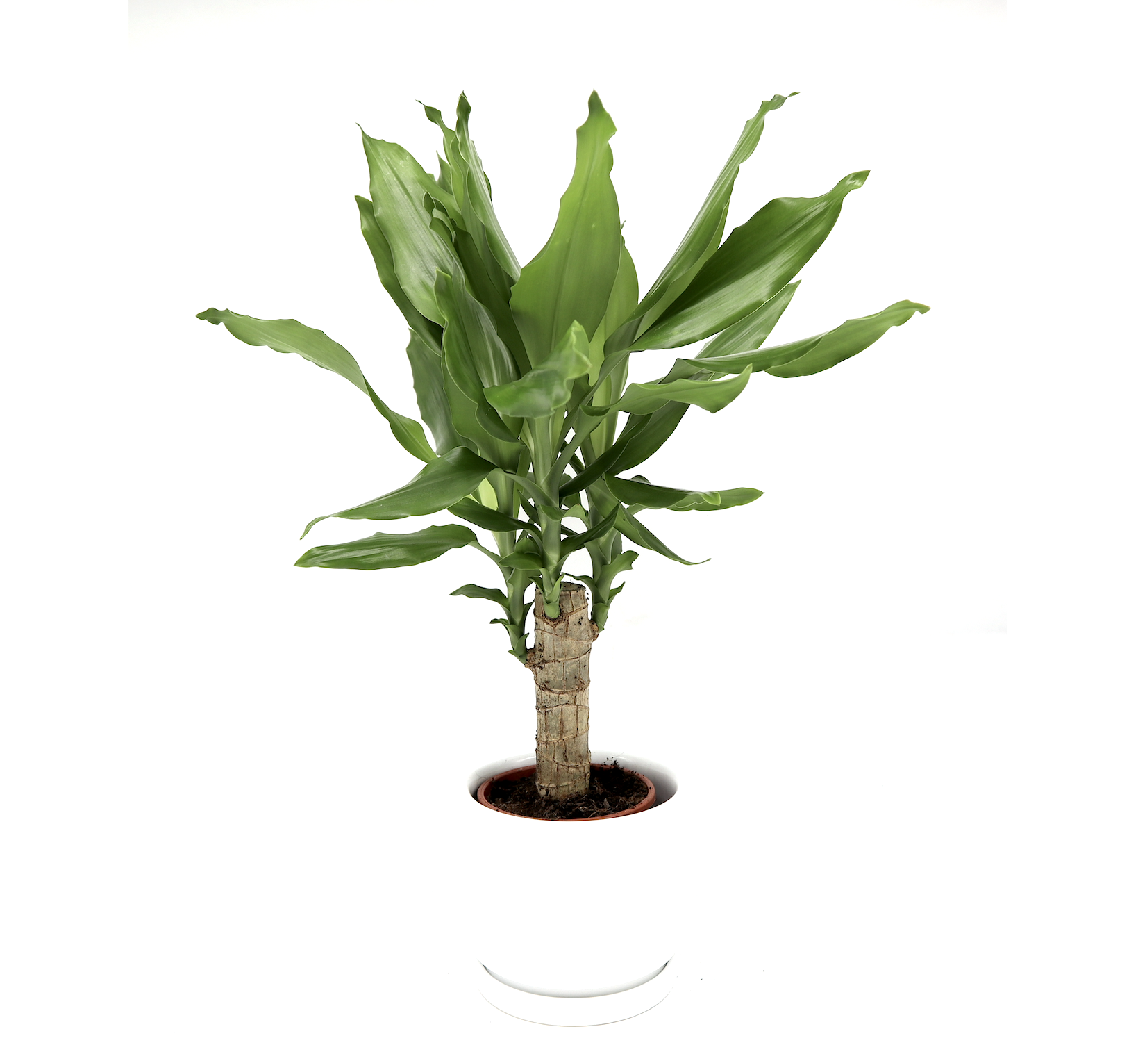 Dracaena Fragrans Green Mini 