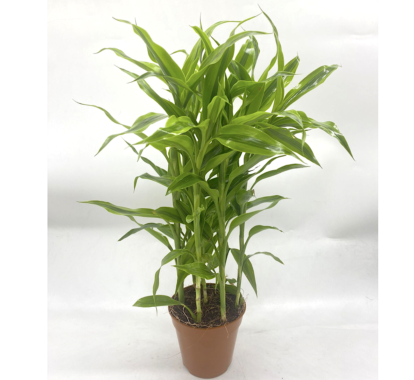 Gold Dracaena Sanderiana