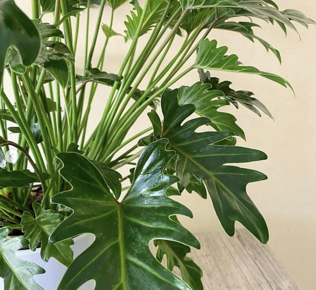 Philodendron Xanadu