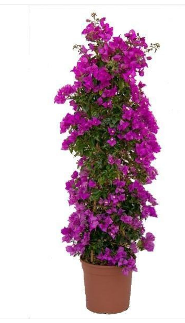 Bougainvillea spectabilis