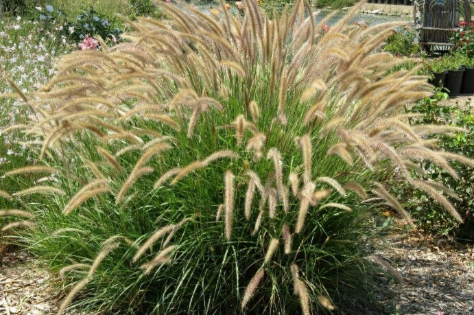 Pennisetum Setaceum | African Fountain Grass | Tender Fountain Grass (IN V9 POTS SIZE)