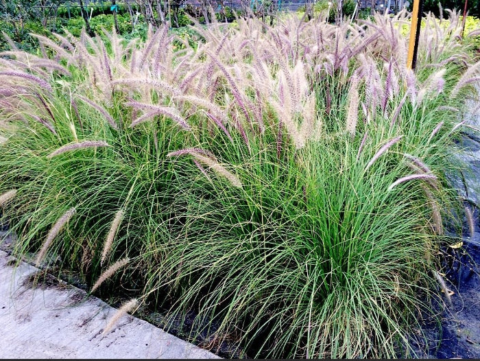 Pennisetum Setaceum | African Fountain Grass | Tender Fountain Grass (IN V9 POTS SIZE)