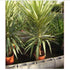 Yucca Jewel Variegated 