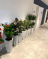 Air Purifying Plants (7pcs) Bundle