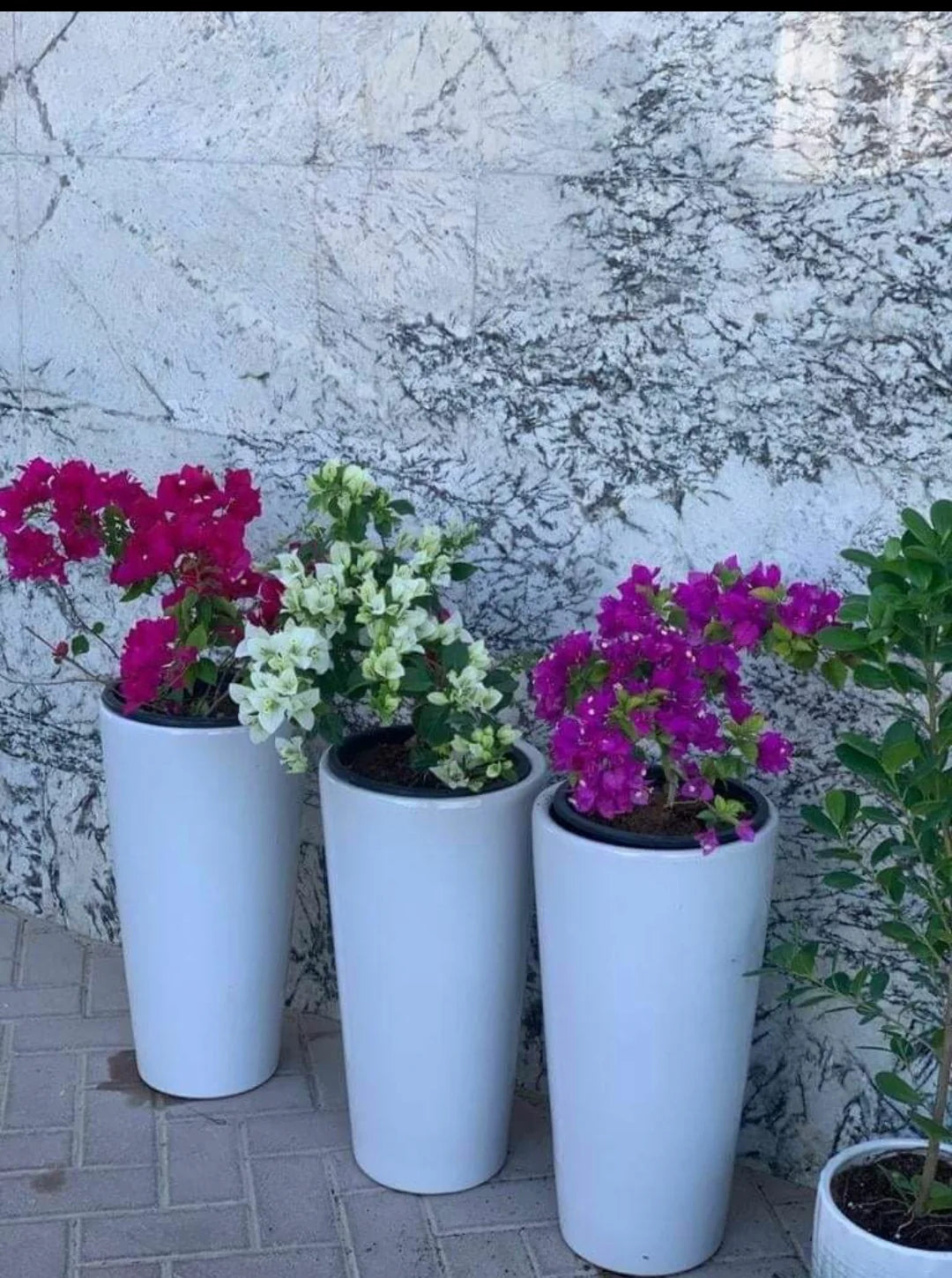 Bougainvillea Bundle (3 plants) Dh 459