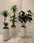 972Dh Office Plants Bundle 3pc