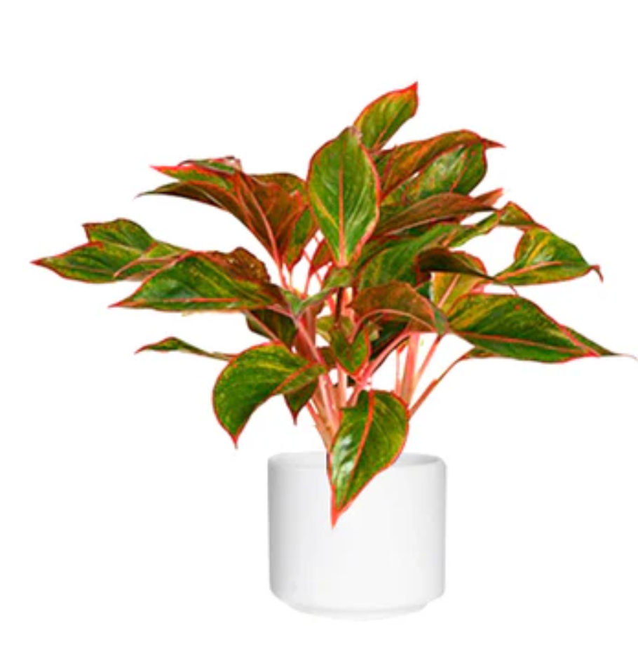 Aglaonema Red Plant | Buy Red Aglaonema Plant