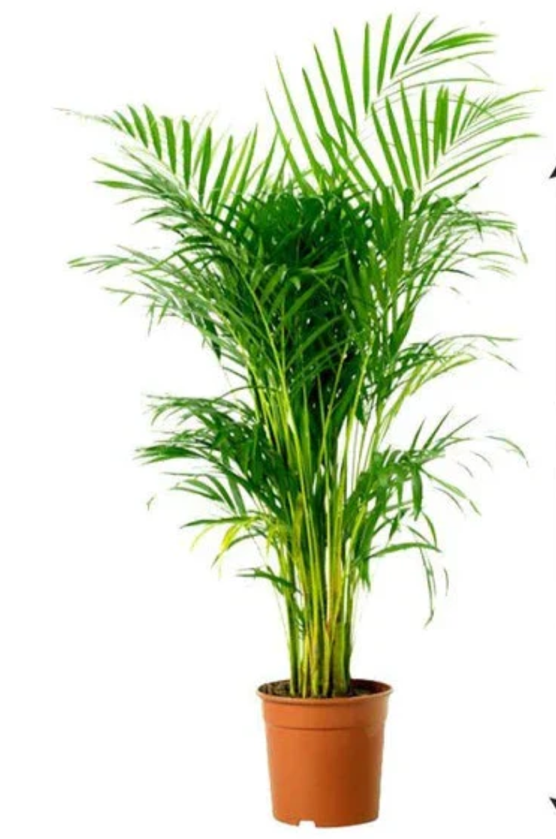 Areca Palm