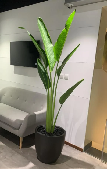 999Dh Big Areca + Big Travellers Palm Bundle