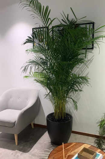 999Dh Big Areca + Big Travellers Palm Bundle