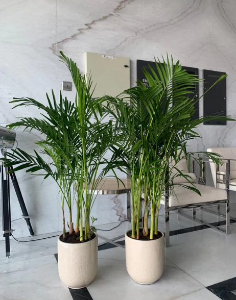 2 Plants Twin Areca Bundle