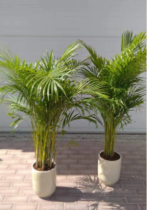 2 Plants Twin Areca Bundle