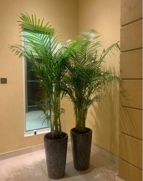 Office Plant Areca Medium (2pc) Bundle