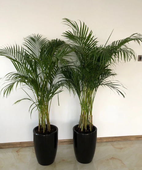 Office Plant Areca Medium (2pc) Bundle