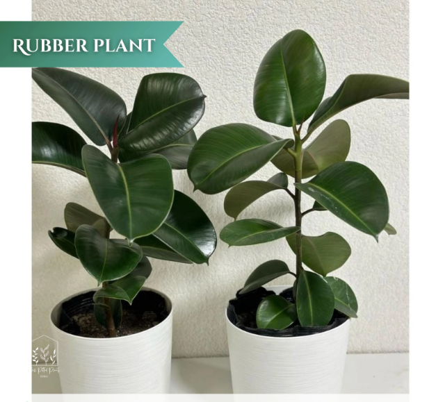 Rubber Plant Bundle Dh194