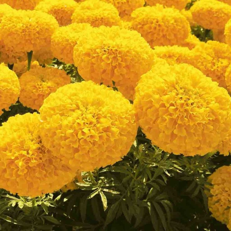 Fresh Marigold (Tagetes erecta) for Events