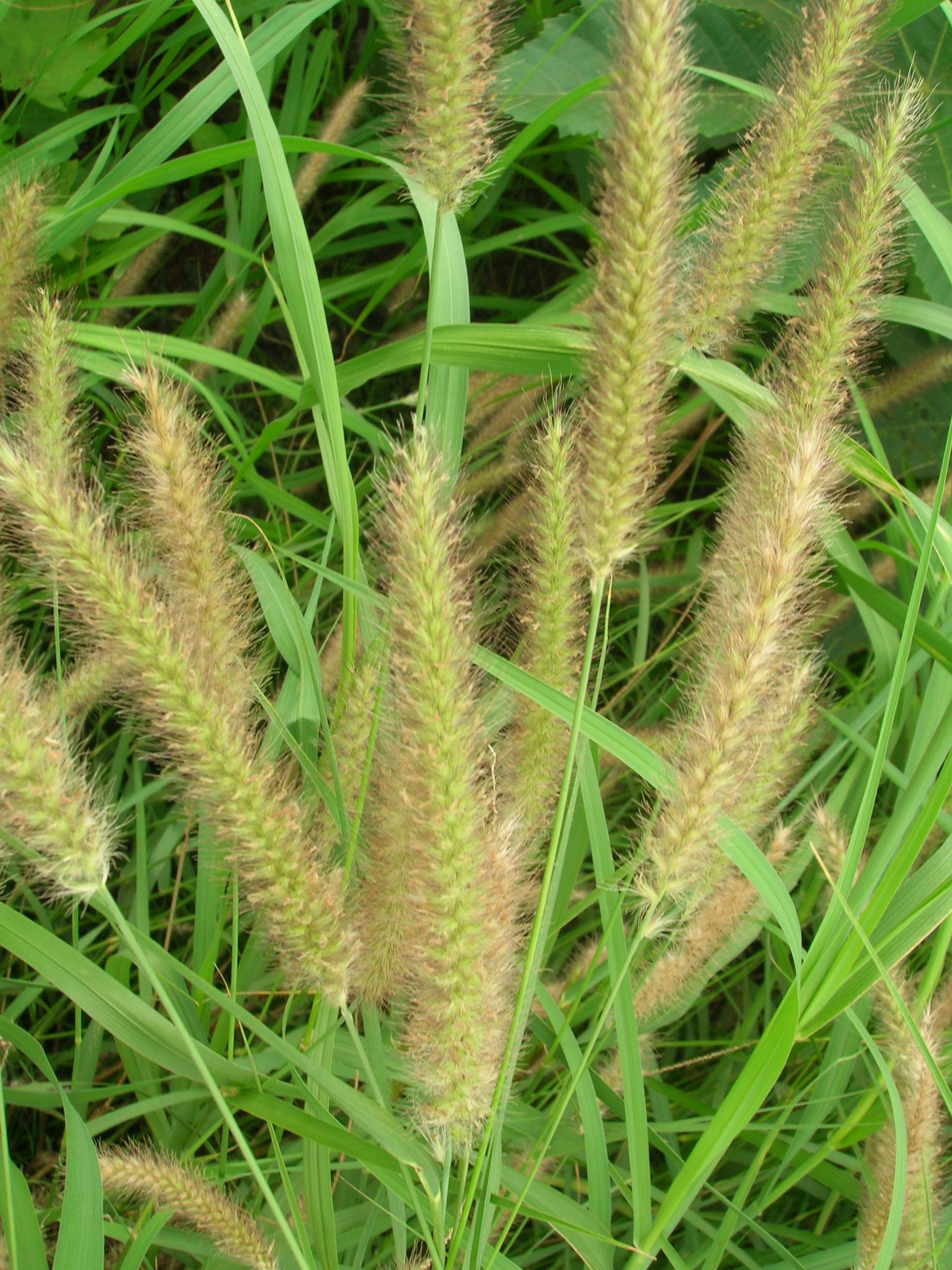 Pennisetum Setaceum | African Fountain Grass | Tender Fountain Grass (IN V9 POTS SIZE)