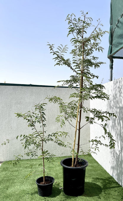 Tamarindus indica or Tamarind Tree