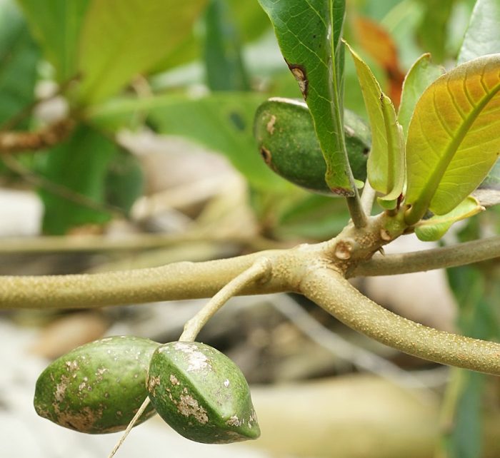 Indian Almond Tree