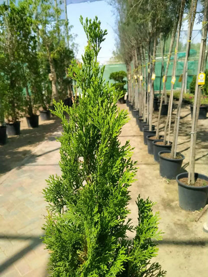 Thuja tree