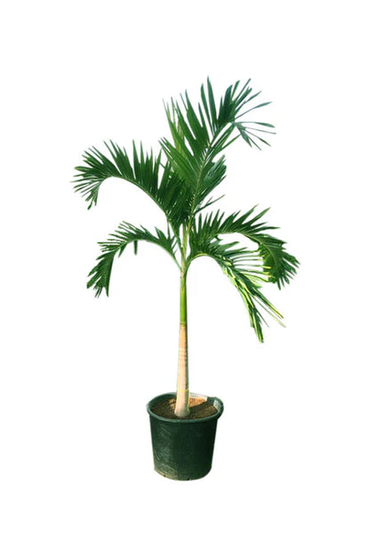 Veitchia Palm