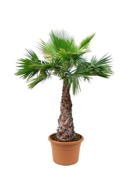 Washingtonia Robusta