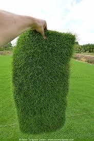 Natural Carpet Paspalum Grass “Paspalium vaginatum”
