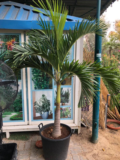 Veitchia Palm