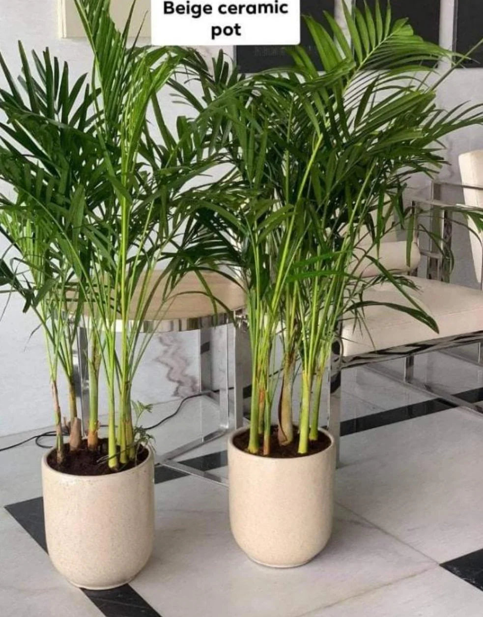 Office Plant Areca palm ( 130cm ) Bundle