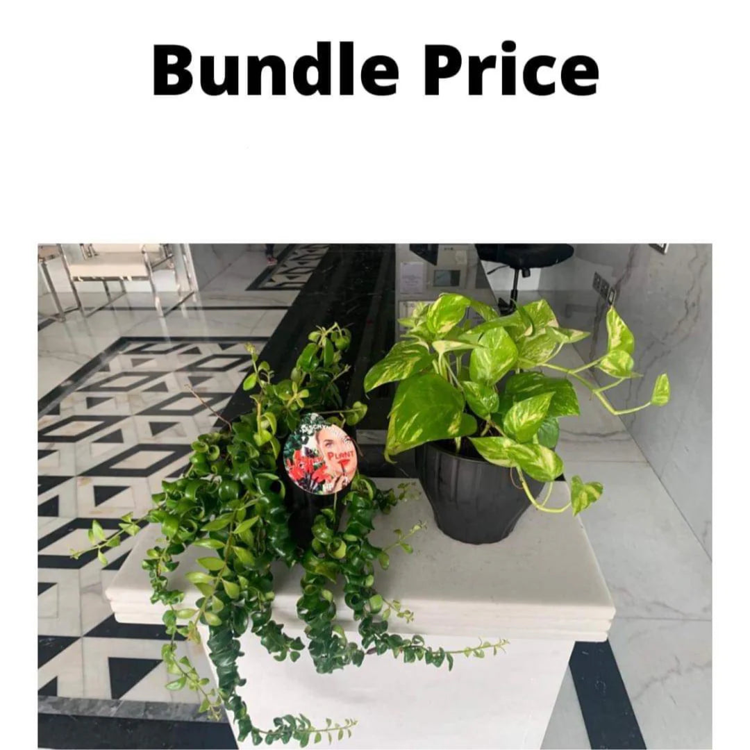 Bundle Hanging Plants Dh 272