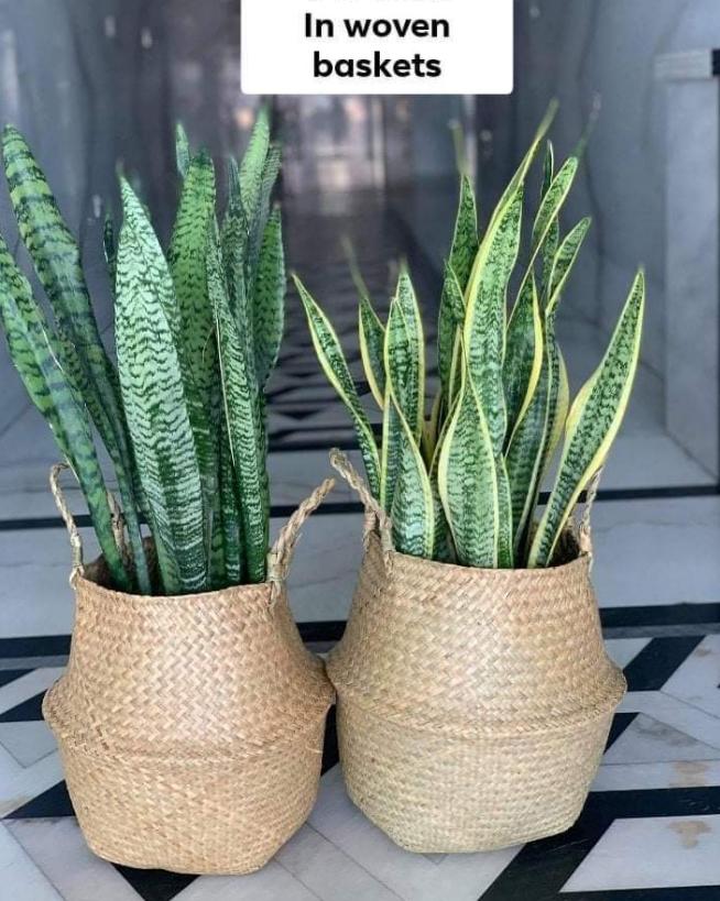 Bundle Snakeplant in Woven Basket Dh 352