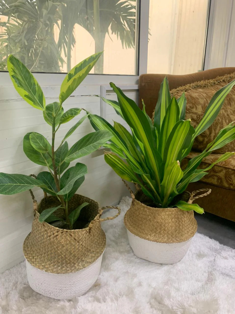 Bedroom Plants Bundle (2pcs) in Basket