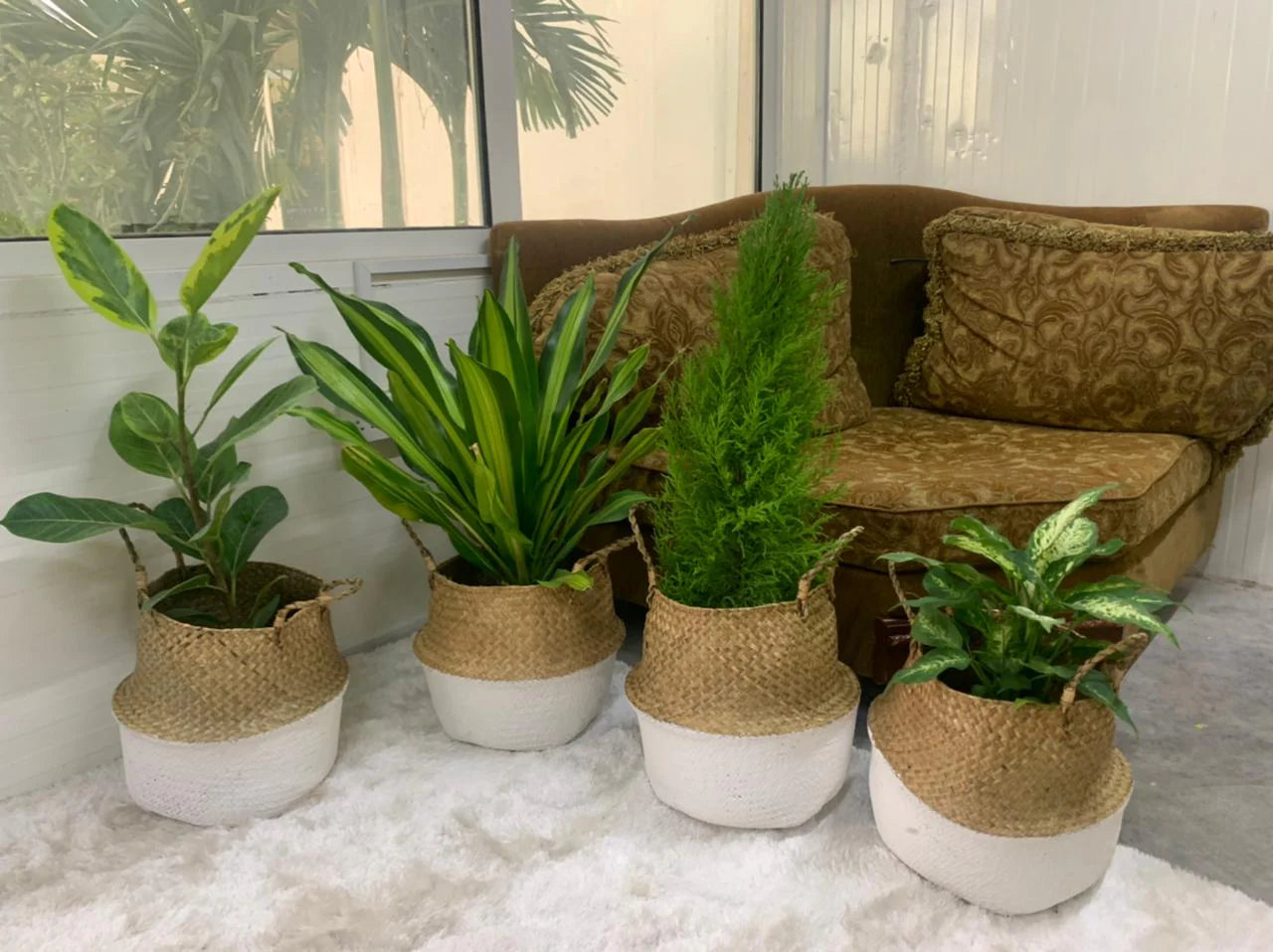 Bedroom Plants Bundle In Basket