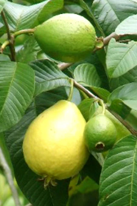 Guava Tree