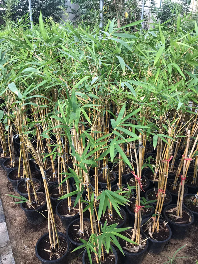 Yellow Bamboo