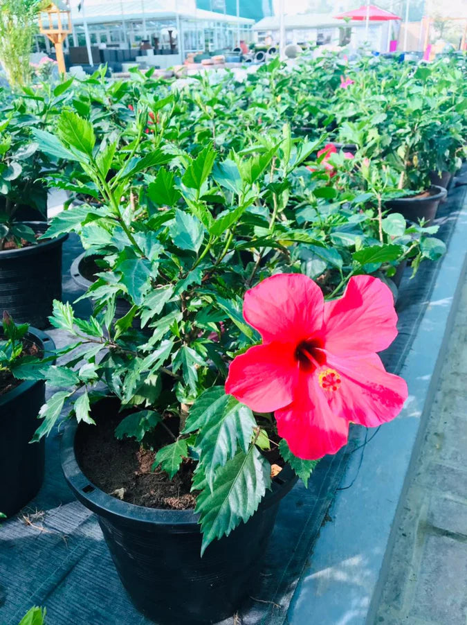 Hibiscus plant