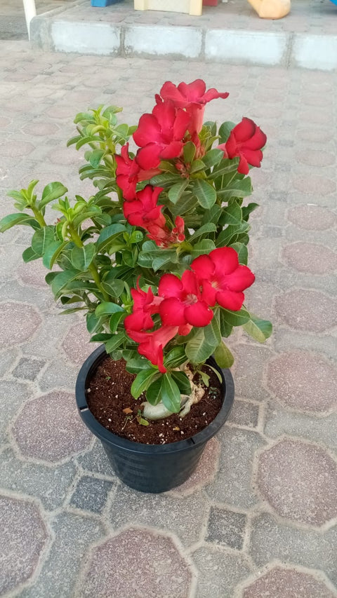 Desert Rose