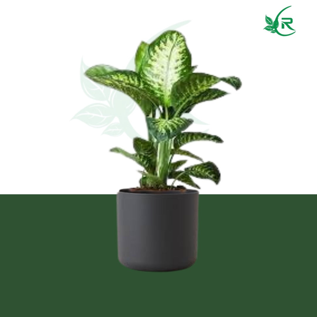 &quot;Tropic Snow&quot; plant typically refers to a variety of Dieffenbachia,